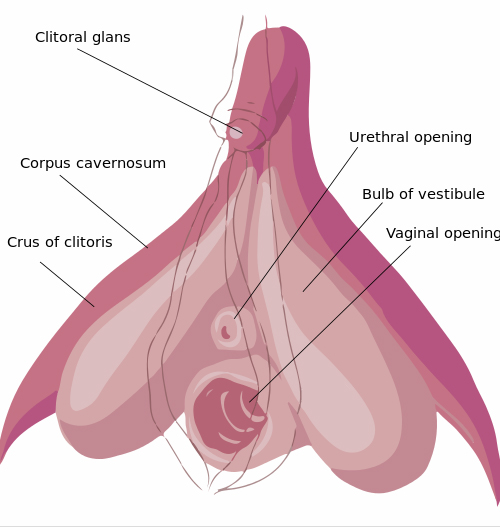 clitoris-illustration-wikimedia